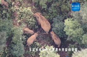 嗷呜，超萌网红来袭