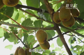 那山·那人·那片幸福果